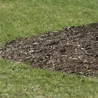 thumbnail for publication: Landscape Mulches: How quickly do they settle?